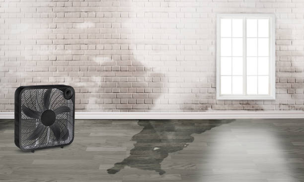 Best Flood damage cleanup  in Plains, TX